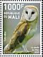 Western Barn Owl Tyto alba  2022 Birds of Mali 