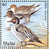 Northern Pintail Anas acuta  2001 Birds of Malta Sheet