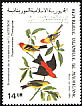 Western Tanager Piranga ludoviciana  1985 Audubon 