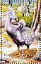 Dodo Raphus cucullatus â€   2007 Dodo  MS