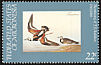 Ruddy Turnstone Arenaria interpres  1985 Audubon 