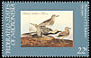 Grey Plover Pluvialis squatarola  1985 Audubon 