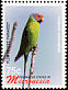 Plum-headed Parakeet Psittacula cyanocephala  2006 Birds 