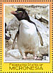 Southern Rockhopper Penguin Eudyptes chrysocome  2007 Penguins Sheet