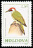 European Green Woodpecker Picus viridis  1992 Birds 