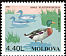 Mallard Anas platyrhynchos  1996 Birds 