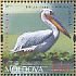 Great White Pelican Pelecanus onocrotalus  2011 Red Book of Moldova Sheet