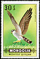 Eurasian Goshawk Accipiter gentilis  1970 Birds of prey 