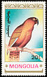 Kea Nestor notabilis  1990 Parrots 