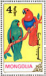 Moluccan Eclectus Eclectus roratus  1990 Parrots  MS