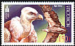Griffon Vulture Gyps fulvus  2002 Birds of prey 