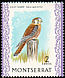 American Kestrel Falco sparverius  1970 Birds Chalk-surfaced paper