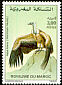 Griffon Vulture Gyps fulvus  1992 Birds 