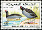 Red-knobbed Coot Fulica cristata  1993 Birds 