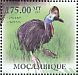 Southern Cassowary Casuarius casuarius  2011 International year of forests, Cassowary  MS