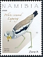 White-crowned Lapwing Vanellus albiceps  2022 Lapwings of Namibia 
