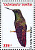 Green-bellied Hummingbird Saucerottia viridigaster