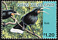 Huia Heteralocha acutirostris â€   1996 Extinct birds 