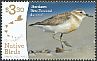 New Zealand Plover Anarhynchus obscurus  2017 Recovering native birds 