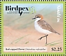 Red-capped Plover Anarhynchus ruficapillus  2018 Birdpex 