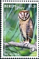 Minahasa Masked Owl Tyto inexspectata  2018 Birds of prey White frames