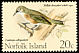 White-chested White-eye Zosterops albogularis â€   1971 Birds 