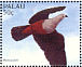 Micronesian Imperial Pigeon Ducula oceanica  1996 Birds over the Palau lagoon Sheet