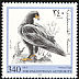 Verreaux's Eagle Aquila verreauxii  1998 Birds of prey 