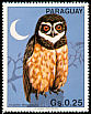 Spectacled Owl Pulsatrix perspicillata  1983 South American birds 