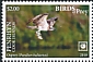 Osprey Pandion haliaetus  2018 Birds of prey White frames