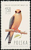 Red-footed Falcon Falco vespertinus  1975 Birds of prey 