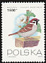 Eurasian Tree Sparrow Passer montanus  1993 Birds 