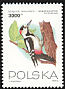 Syrian Woodpecker Dendrocopos syriacus  1993 Birds 