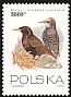 Common Starling Sturnus vulgaris  1993 Birds 