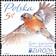Eurasian Chaffinch Fringilla coelebs  2019 Europa 