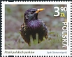 Common Starling Sturnus vulgaris  2023 Birds of Polish parks 