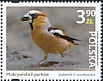 Hawfinch Coccothraustes coccothraustes  2023 Birds of Polish parks 