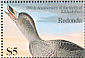 Labrador Duck Camptorhynchus labradorius â€   1986 Audubon  MS