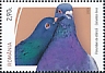 Rock Dove Columba livia  2023 International Bird Day 