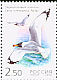Pallas's Gull Ichthyaetus ichthyaetus  2002 Birds 