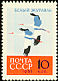 Siberian Crane Leucogeranus leucogeranus  1962 Birds 