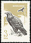 Steppe Eagle Aquila nipalensis  1965 Birds of prey 