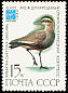 Sociable Lapwing Vanellus gregarius  1982 International ornithological congress 