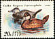 Ruddy Duck Oxyura jamaicensis  1991 Ducks 