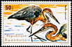 Goliath Heron Ardea goliath  1975 Aquatic birds 