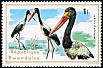 Saddle-billed Stork Ephippiorhynchus senegalensis  1975 Aquatic birds 