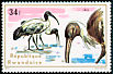 African Sacred Ibis Threskiornis aethiopicus  1975 Aquatic birds 