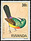 Regal Sunbird Cinnyris regius  1980 Birds 