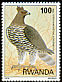 Crowned Eagle Stephanoaetus coronatus  1980 Birds 
