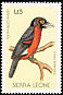 Double-toothed Barbet Pogonornis bidentatus  1988 Birds 